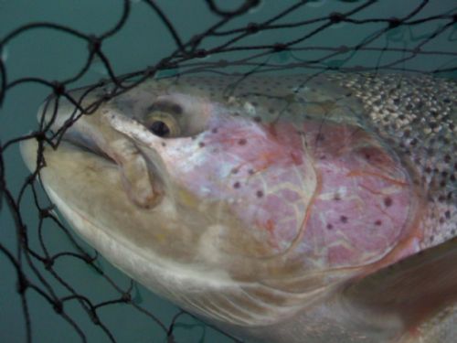 2008 Kenai River Fishing Report – The Alaska Dream