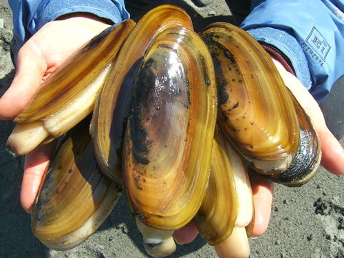 Pacific Razor Clams: How to Catch, Clean, and Cook Them