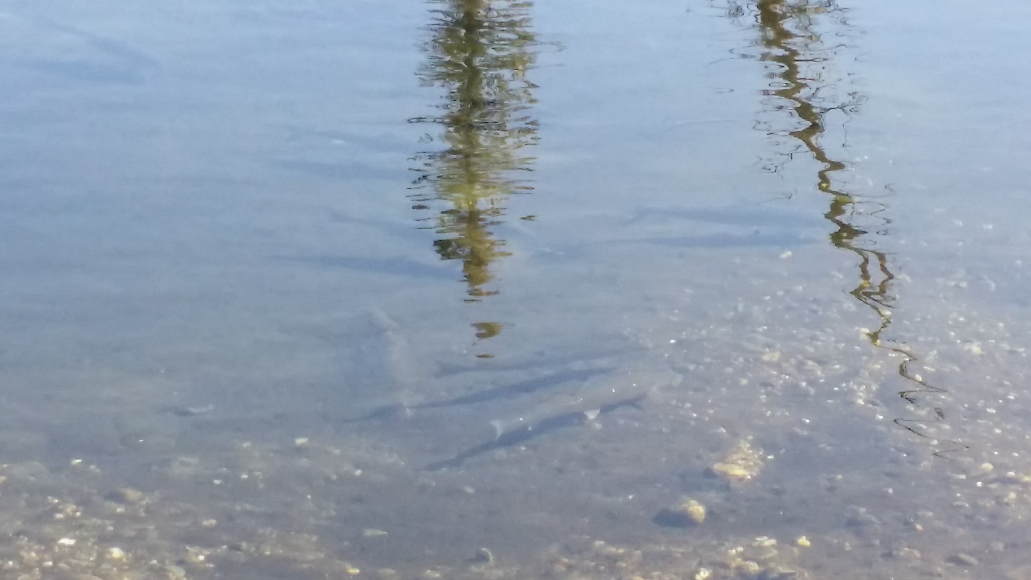 Arctic Grayling