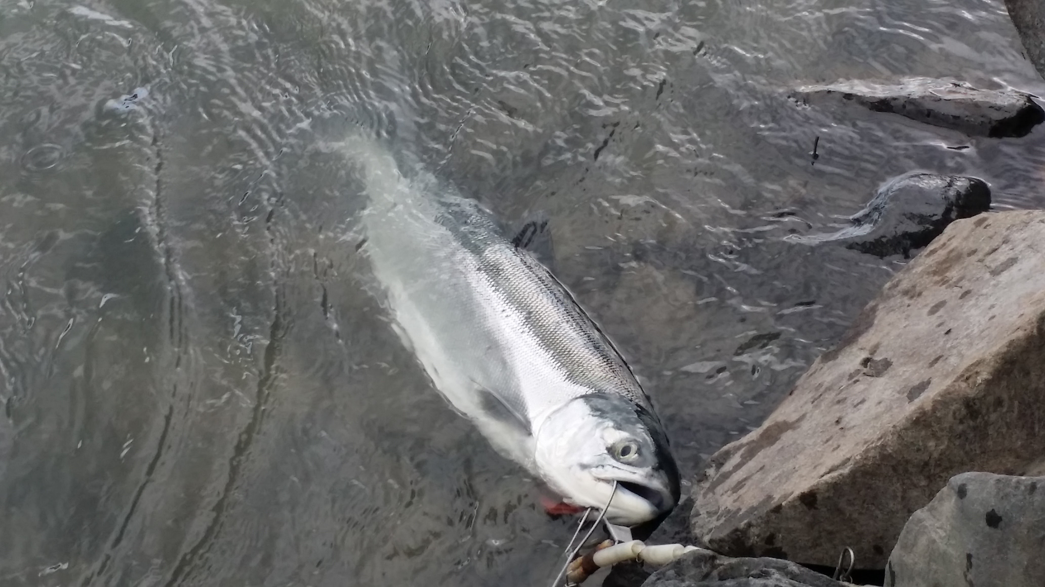 Kenai River Red Salmon, June 7, 2016