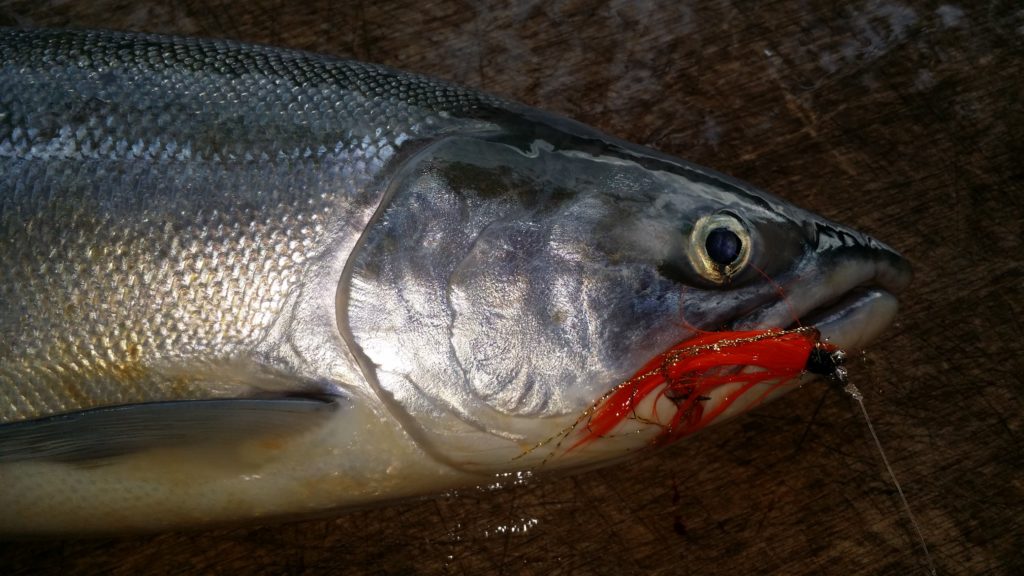 Matt Schechtman 1st Sockeye Salmon