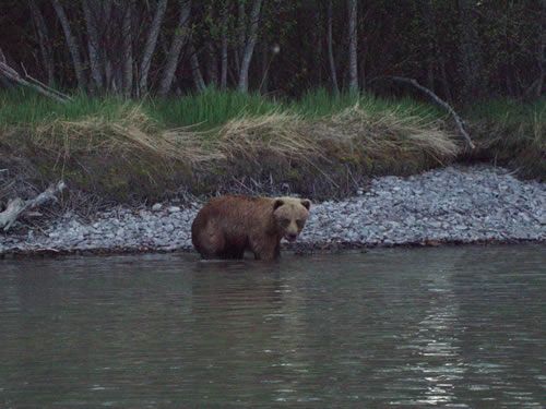 Brown Bear in the Sweet Spot