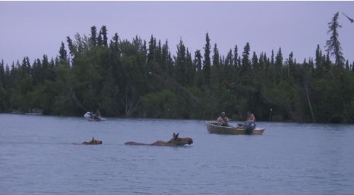 Moose swimming by Dave & Jim on the Kenai River