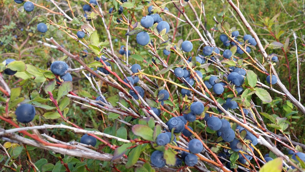 Wild Alaska Blueberries