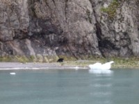 Black Bear at Holgate Glacier