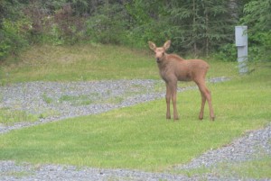 Newborn Calf Moose 2016