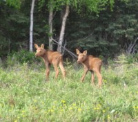 Fresh Moose Calf Twins